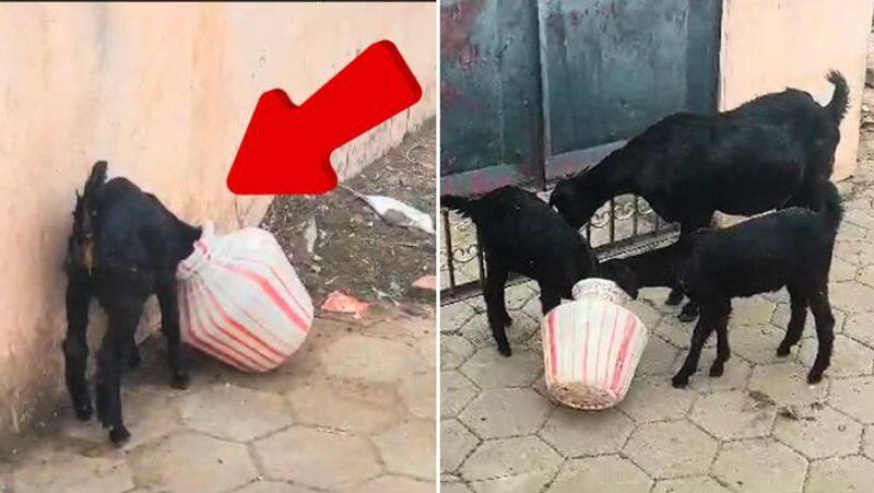 Video of goats saving a goat stuck in a pot