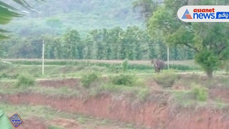 A single elephant roaming around in a residential area near Palani! People panic!