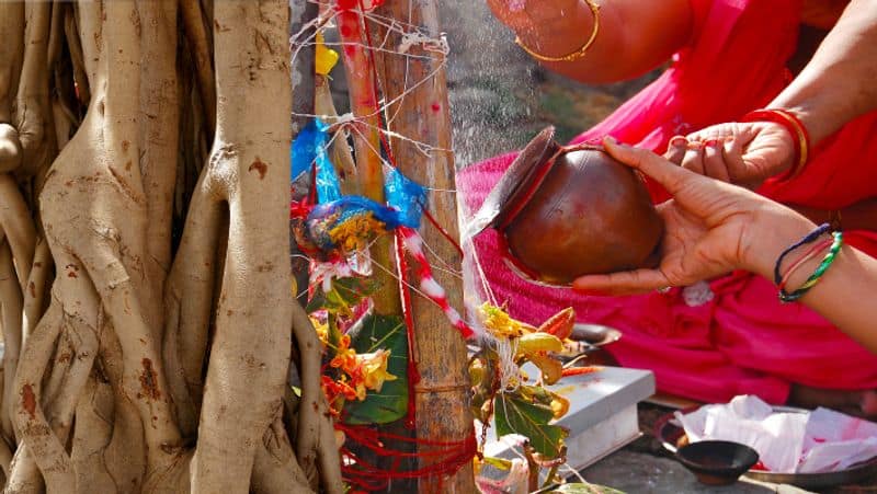 amla tree puja to attract money 