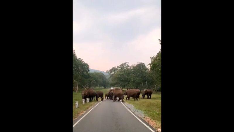 Herd of wild elephants crossing road in mudumalai forest