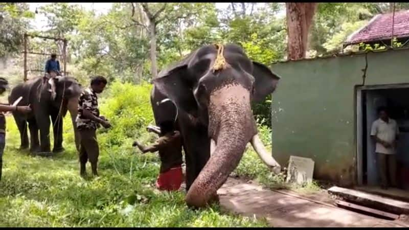 Weight and height survey of reared elephants in Mudumalai