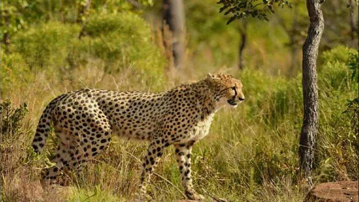 cheetah