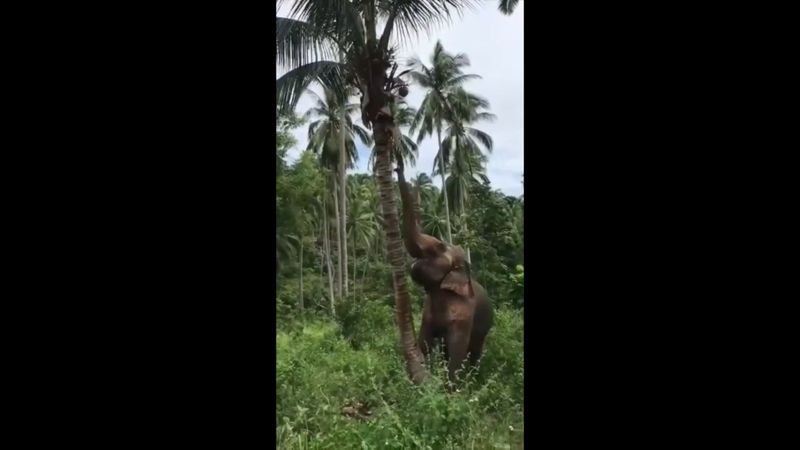 a single wild elephant entered coconut tree farm in coimbatore