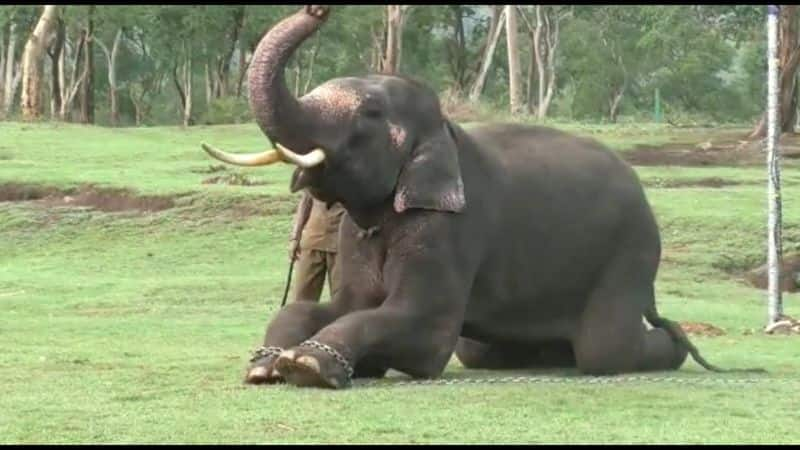 26 elephants celebrate elephant pongal at anamalai elephant camp in coimbatore vel