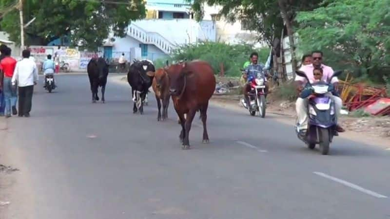 college student died road accident in sivakasi