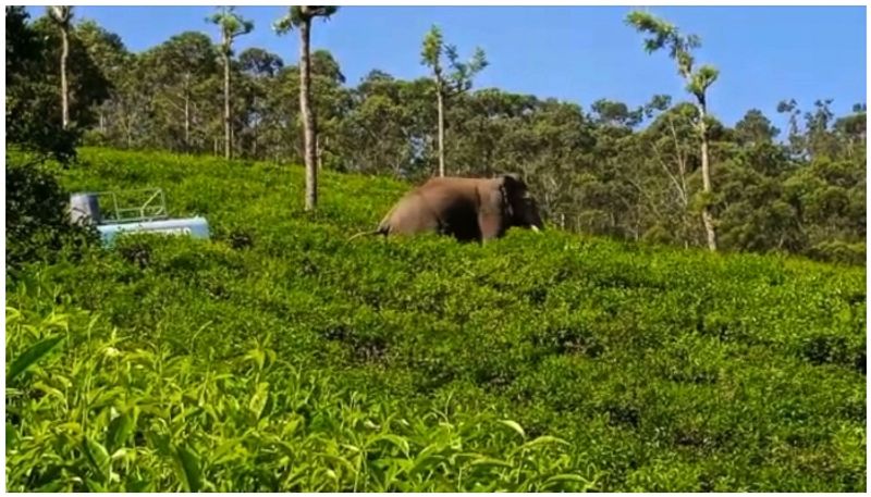 wild elephant arikomban now at meghamalai area in tamilnadu nbu