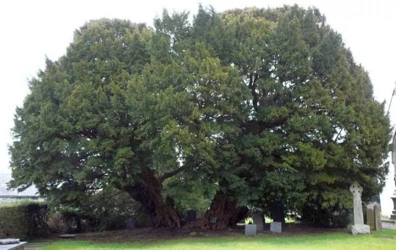 astro tips these auspicious tree in life to religious benefit suh