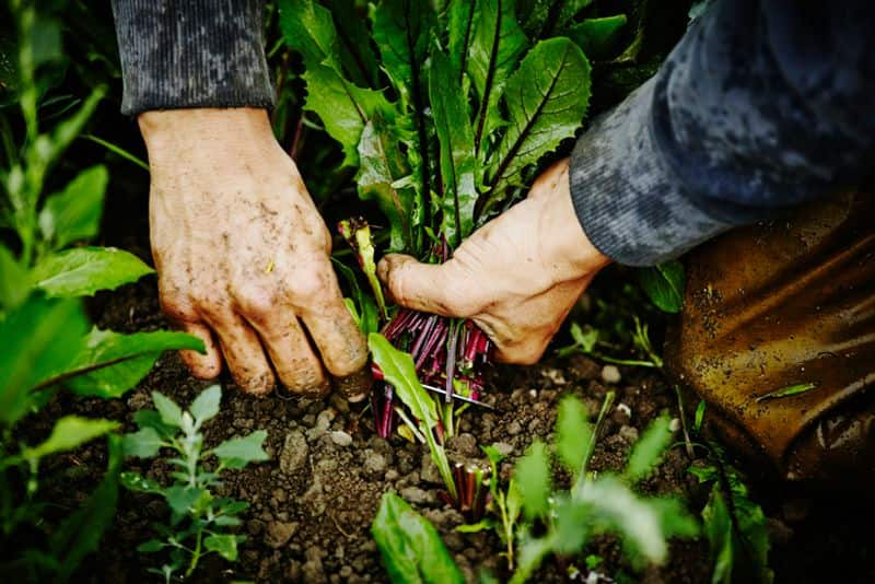 5 Plants You Can Grow In Your Balcony In The Chilly Weather Of January ram