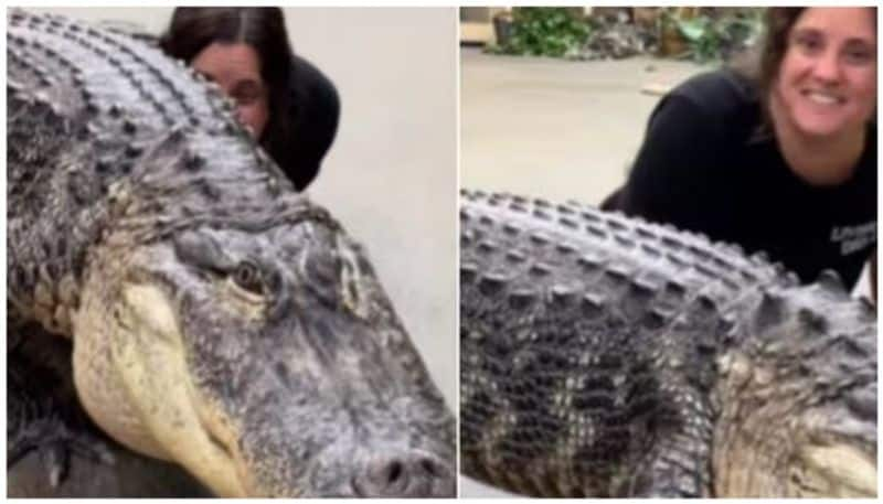 woman crawls beside giant alligator wait till you spot the snake rse