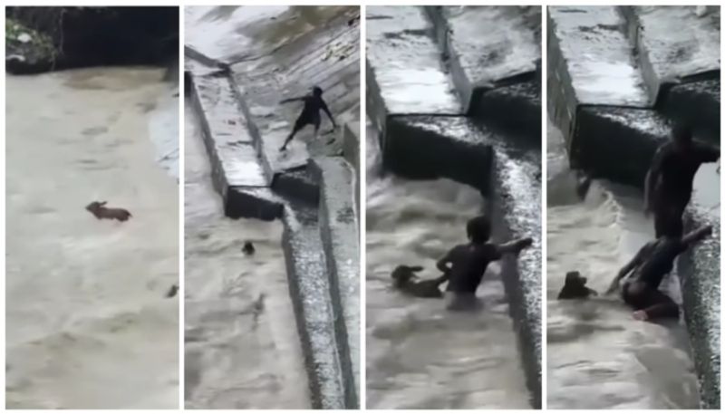 video of young man rescued the calf from the raging river is viral bkg 