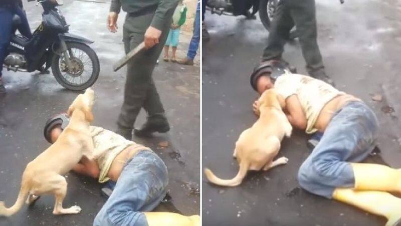 Look at this kindness a dog that doesnt let touch his owner who was state of drunk lying on road viral photos akb