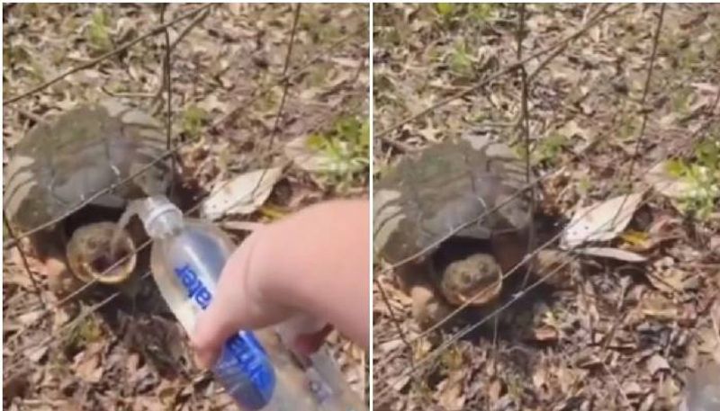 woman giving water to turtle rlp