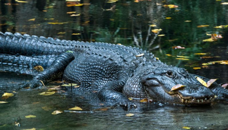 Womans body found in jaws of 13 foot alligator etj 