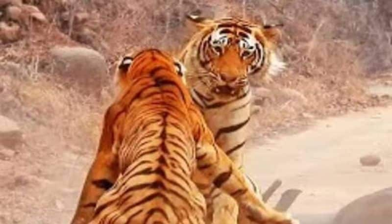 tigress try to steal tigers food then this is happened rlp