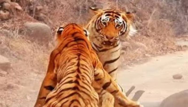 tigress try to steal tigers food then this is happened rlp