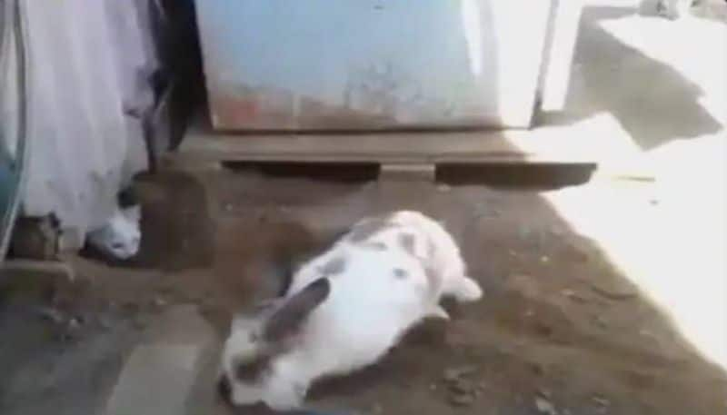 Rabbit saves cat rlp