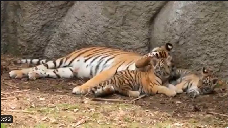 One by one, tiger cubs come and cuddle with mom watch viral video akb