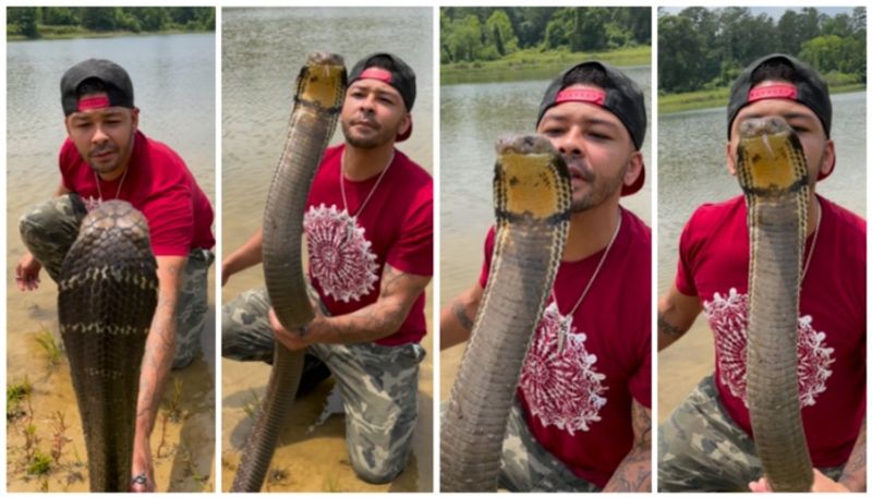 Video of man kissing 12-foot king cobra goes viral bkg