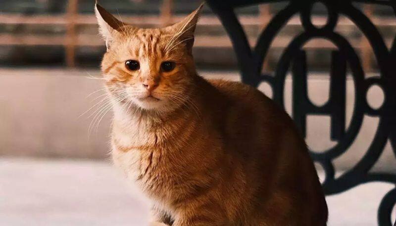 advertisement seeks caretaker for cat who can live in a mansion with all facilities 