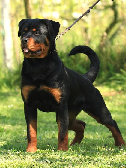 Rottweiler
