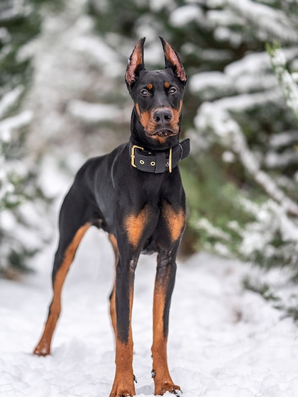 Doberman Pinscher