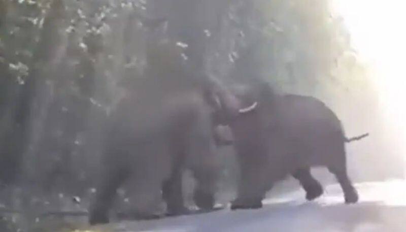 Video Shows Brutal Fight Between Elephants azn