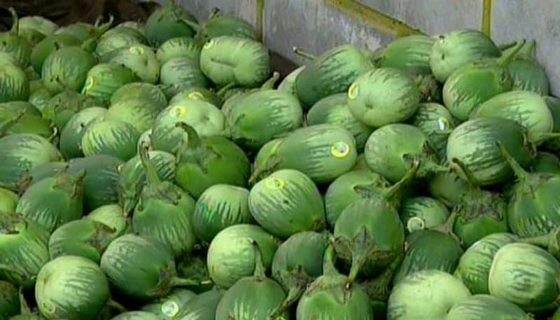 Farmers Happy For Good Yield to Eggplant in Udupi grg 