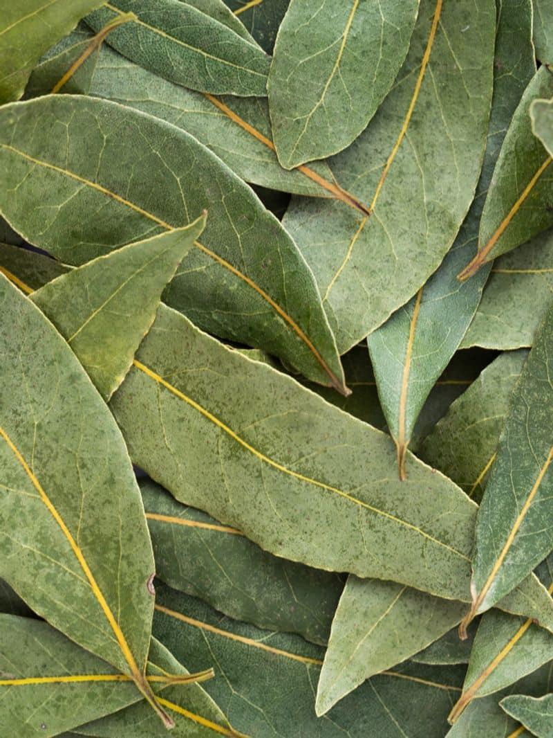 Health benefits of bay leaf