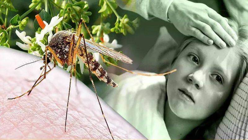 dengue fever these super foods that increase blood platelet count naturally in tamil mks