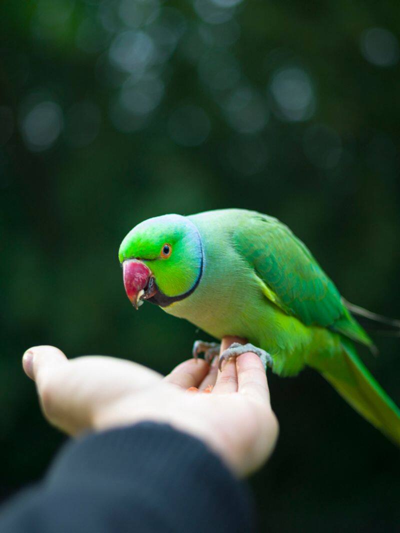 Benefits Of Feeding The Birds 