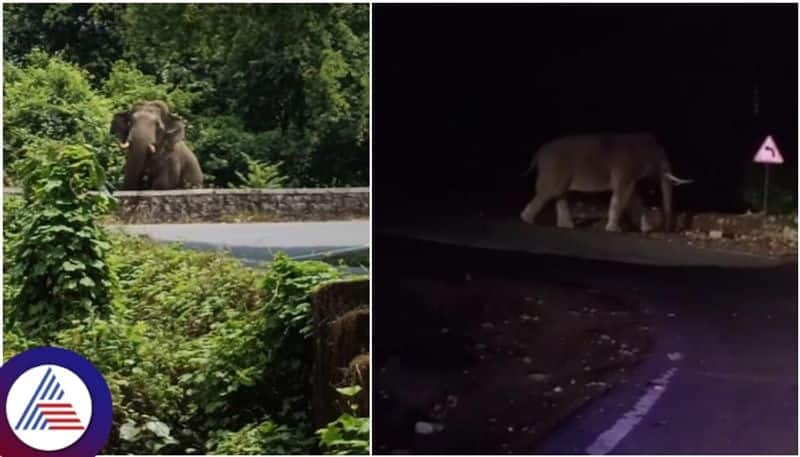 Elephant arrival at Charmadi Ghat road scares passengers sat