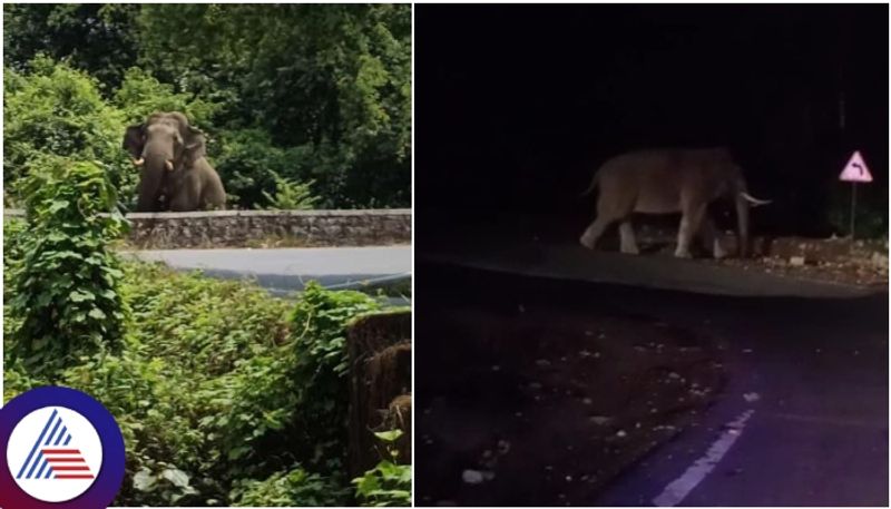 Elephant arrival at Charmadi Ghat road scares passengers sat