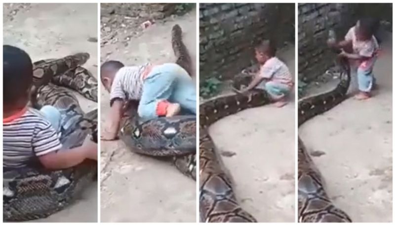 video of the child playing with the python is viral again bkg