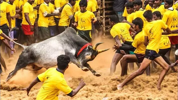 jallikattu history sigificance