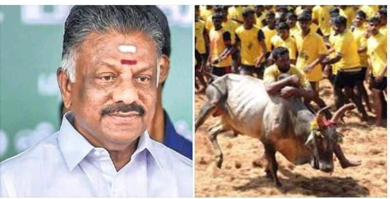 OPS said that it was my privilege to pass the law in support of jallikattu competition