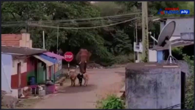 Baahubali elephant walking with cattle! 3 more wild elephants roaming around people in panic!