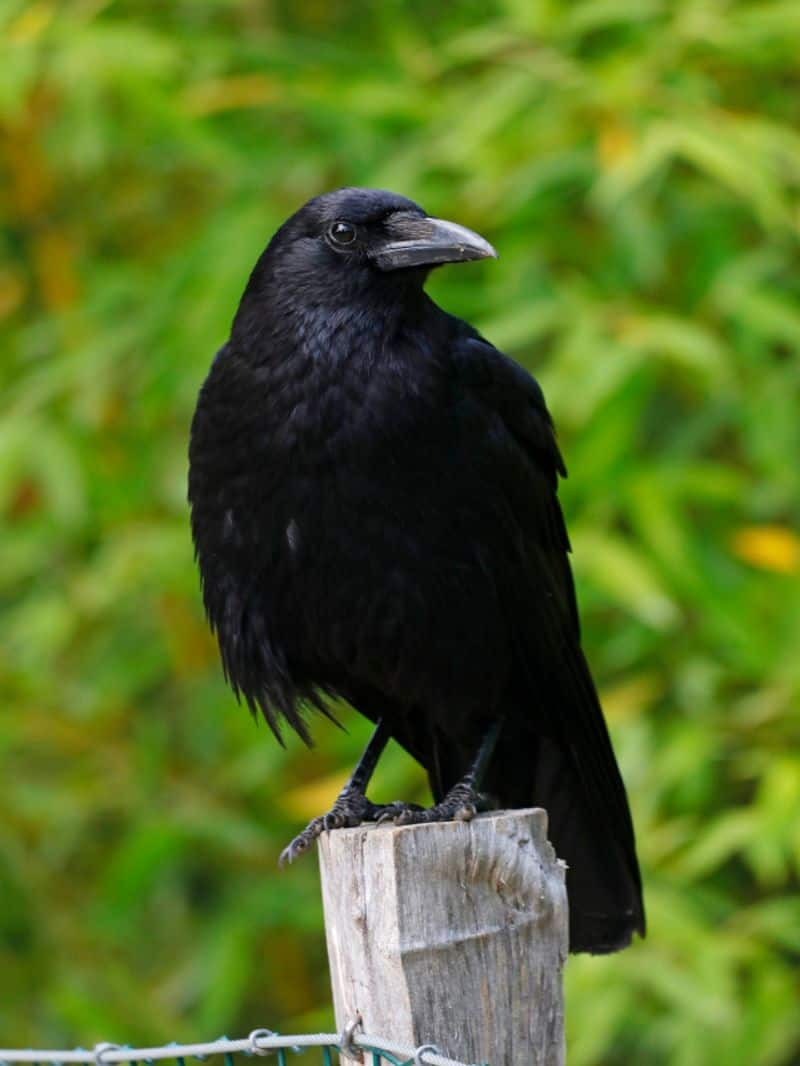 Superstitions About Birds