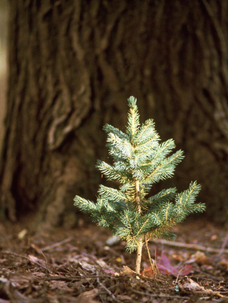 unlucky plants and trees that bring bad luck at house