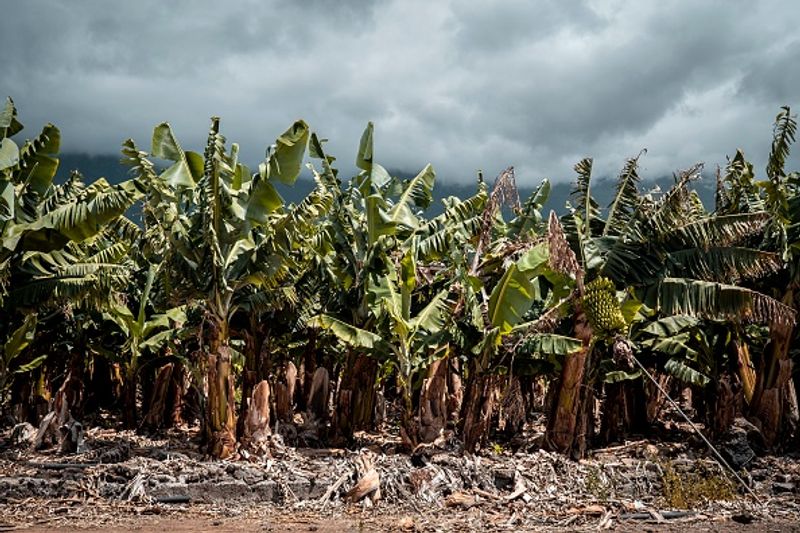 Fungal infection in bananas will worsen the food crisis in Venezuela bkg 