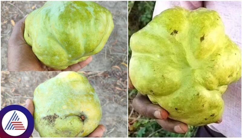 A rare mango fruit similar to aubergine has been discovered in Udupi sat