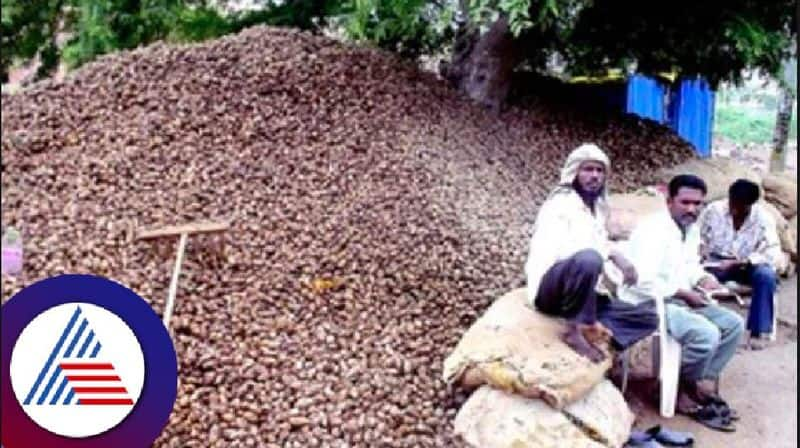 Collapsing Turmeric Seed Demand  Worried Sellers in rabakavi at bagalkote rav