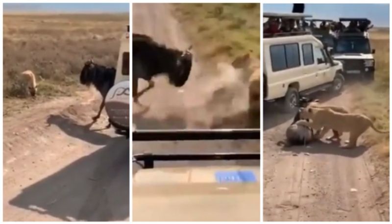 video of lionesses hunting wildebeest in the middle of safari vehicles goes viral bkg