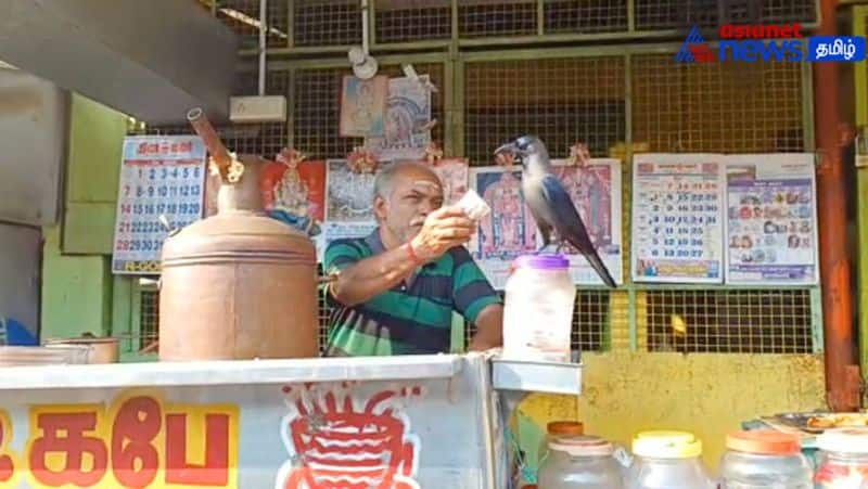 A crow who milk and eats it every day from the tea shopkeeper!