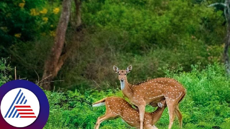 Deers  destroying farmers' crop when  construction of Deer Conservation Forest at rona rav