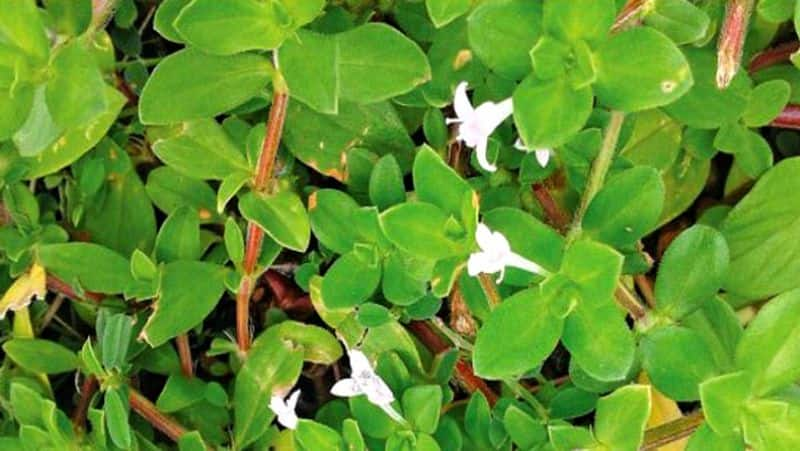 nathai soori health benefits in tamil