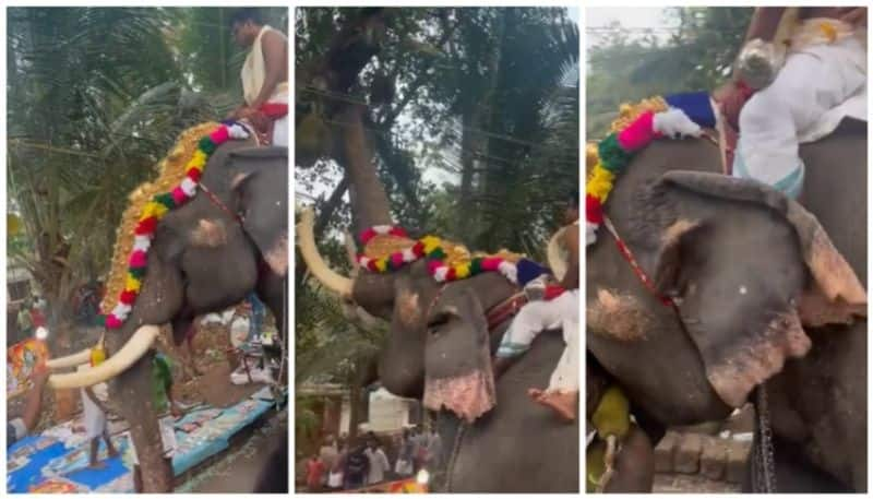 video of an elephant picking jackfruit on the way to the temple is going viral bkg 