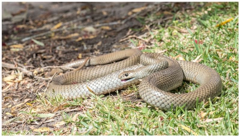 Constable died with snakebite at Amaravati AKP