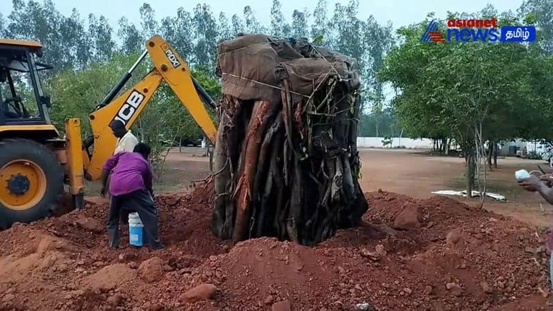 50 years old tree planted at collector office in thanjavur district