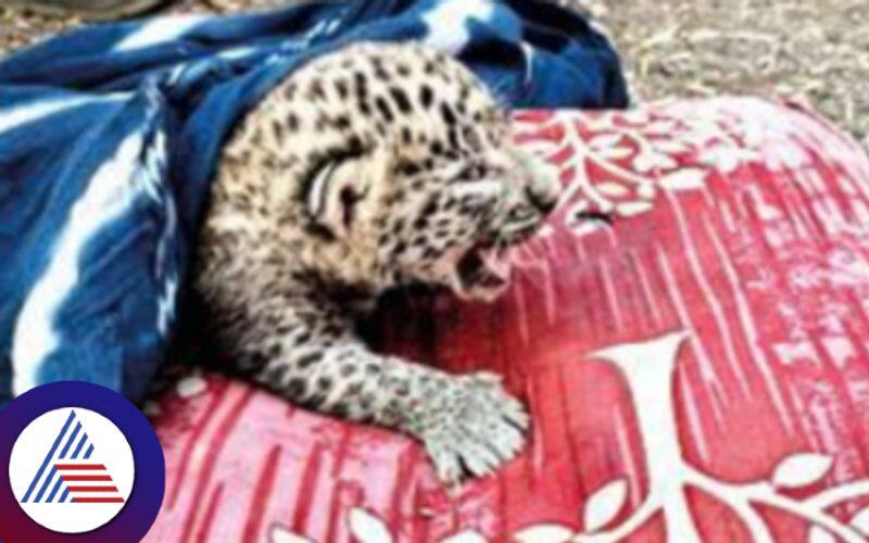 Leopards love for its lost cub stirs villagers emotions in Vadodara Vin