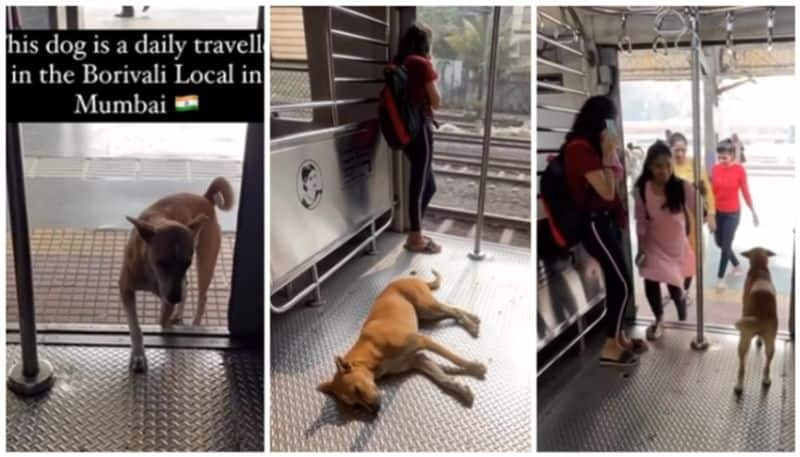 video of a dog traveling on the same local train every day has gone viral bkg 